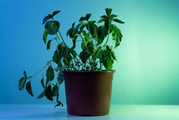 Plantas verdes em vasos sobre uma mesa iluminada